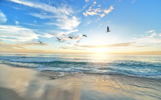 Birds fly over a beach in San Diego. (Unsplash/Frank McKenna)